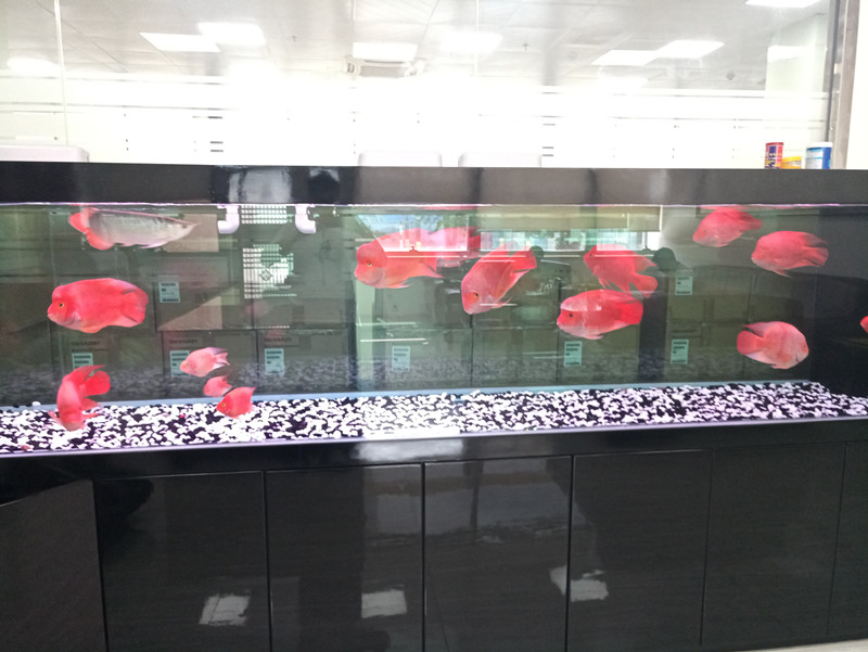 淡水魚(yú)缸