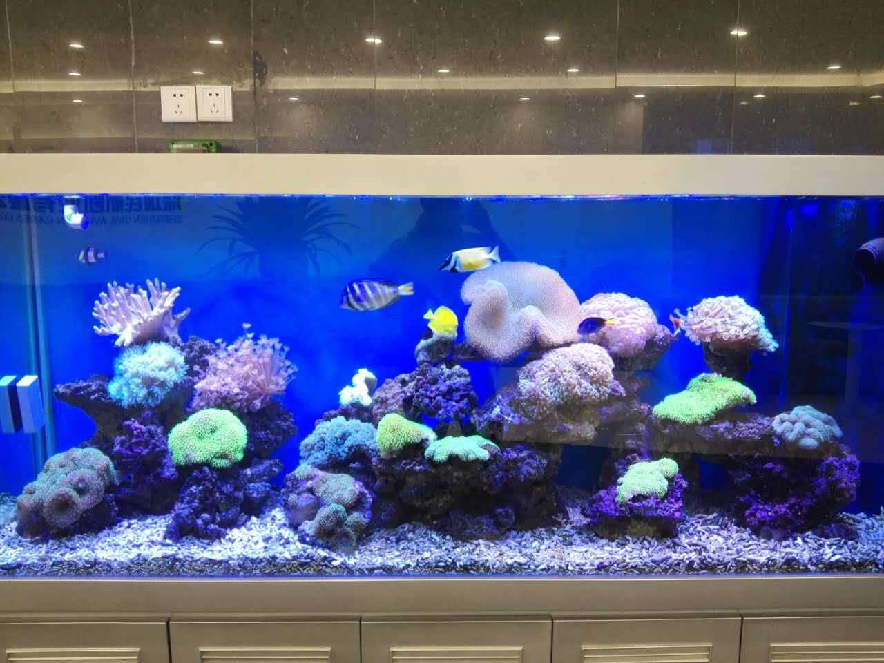 海水生態(tài)造景魚(yú)缸